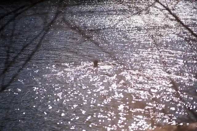 A swimmer surrounded by sunlight sparkling on the water, framed by tree branches.